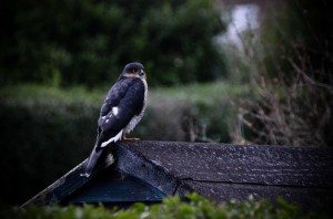 Sparrowhawk