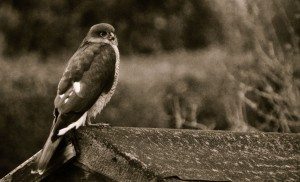 sparrowhawk2
