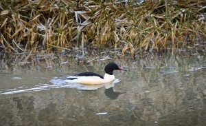 Goosander