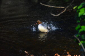 Goosander, Water of Leith, 19 Mar 2026